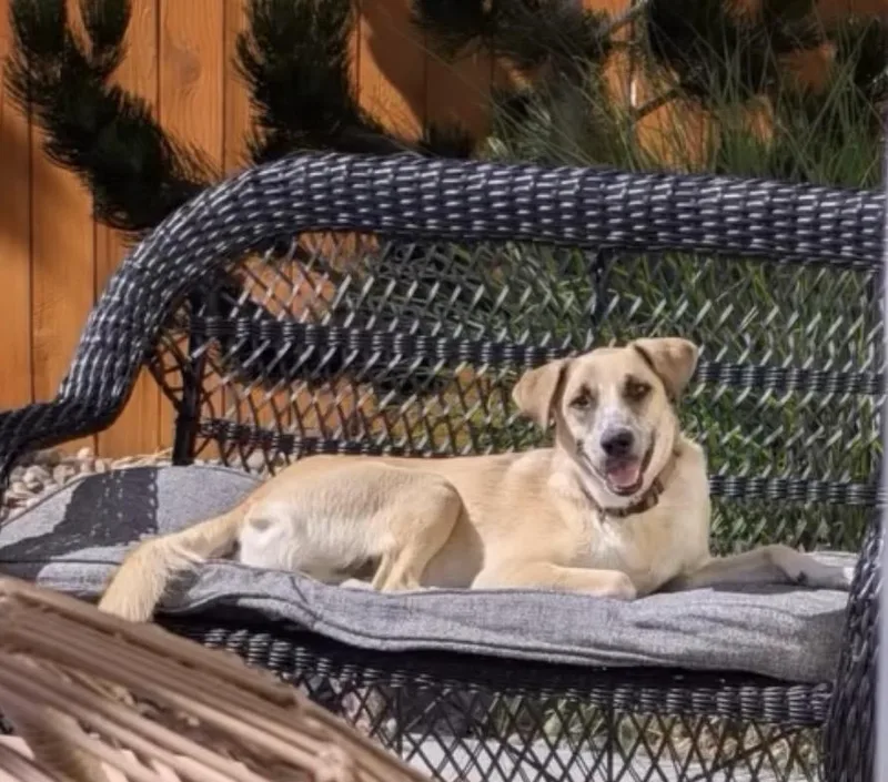 A young medium-sized male Yellow / Tan / Blond / Fawn Shepherd dog named Flash for adoption in Commerce City, CO