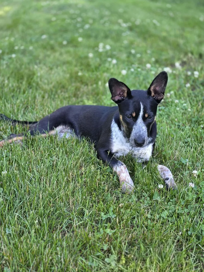 Mindy