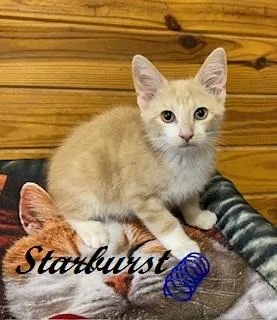 A baby medium-sized male Tabby (Buff / Tan / Fawn) Tabby cat named Starburst for adoption in Southern Pines, NC