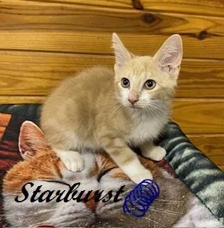 Starburst thumbnail 2