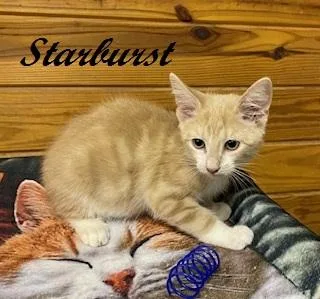 Starburst thumbnail 3