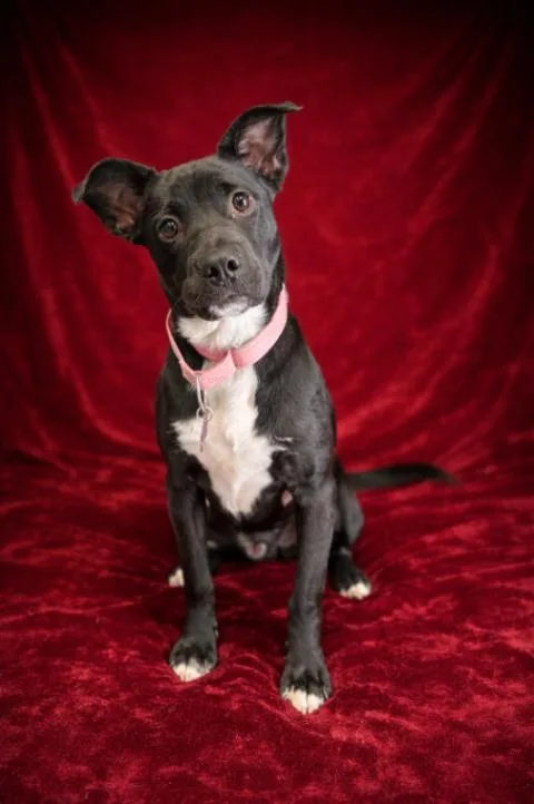 A baby medium-sized female Black Pit Bull Terrier dog named Bandit for adoption in Van Nuys, CA