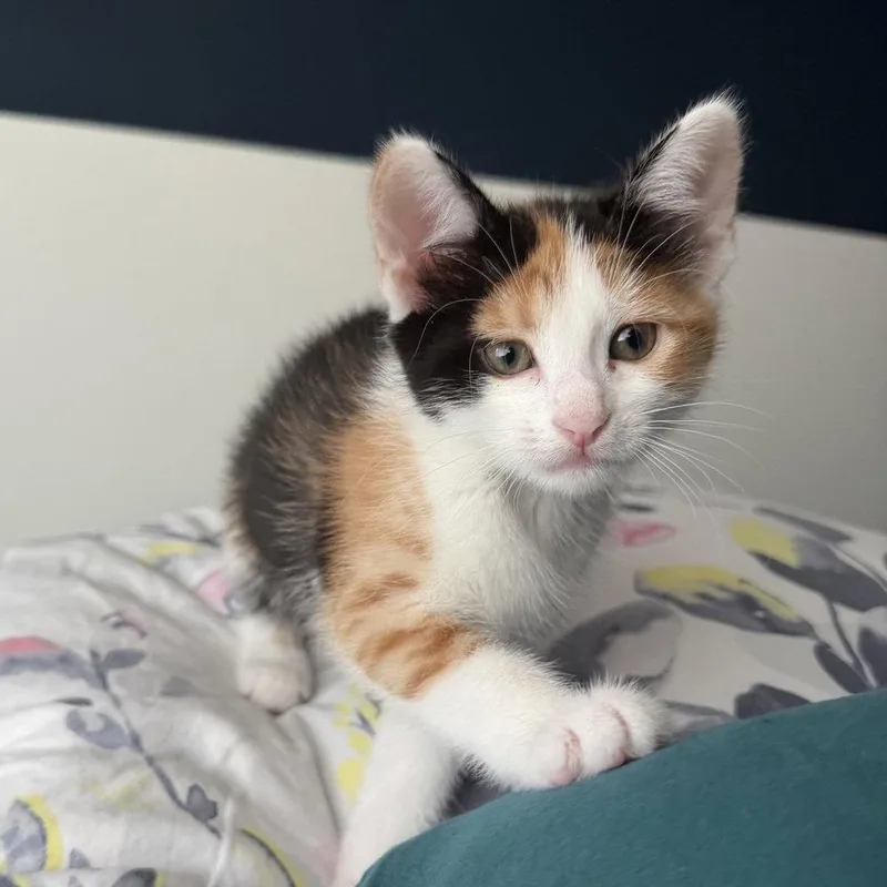 A baby medium-sized female Domestic Short Hair cat named Samara for adoption in Candler, NC
