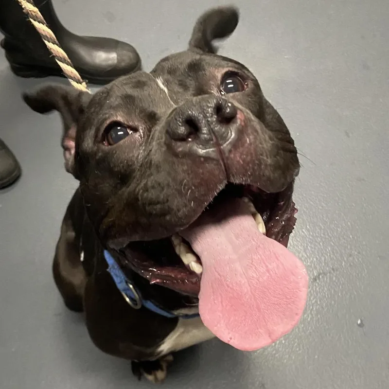 A young medium-sized female Black Mixed Breed dog named Marcella for adoption in Allentown, PA
