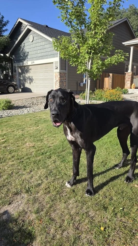 An adult large-sized male Great Dane dog named Trooper for adoption in Colorado Springs, CO