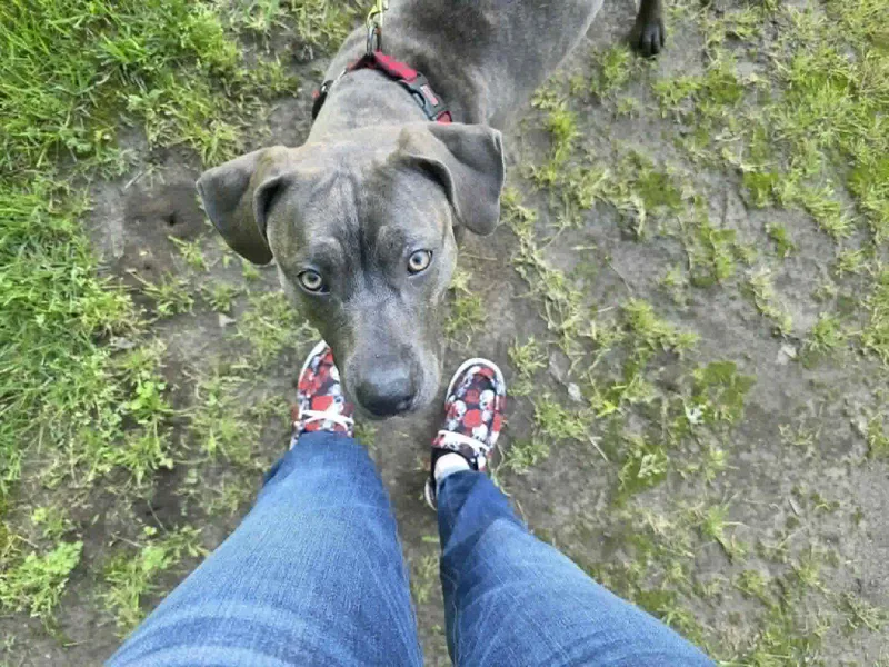 A young medium-sized female American Staffordshire Terrier dog named Freya for adoption in Indianapolis, IN