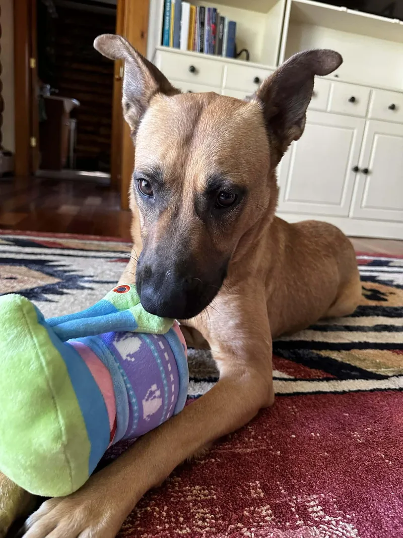 An adult medium-sized female Yellow / Tan / Blond / Fawn Shepherd dog named Sahara for adoption in Brunswick, ME