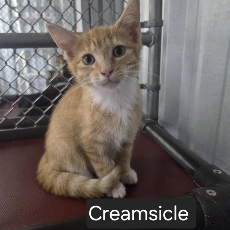 A young medium-sized male Orange & White Domestic Short Hair cat named Creamsicle for adoption in SNOW HILL, NC