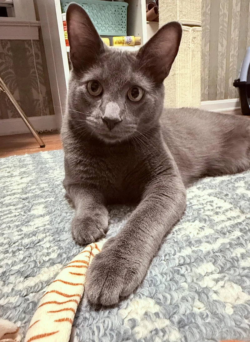 A young medium-sized male Gray / Blue / Silver Domestic Short Hair cat named Frankie for adoption in South Euclid, OH
