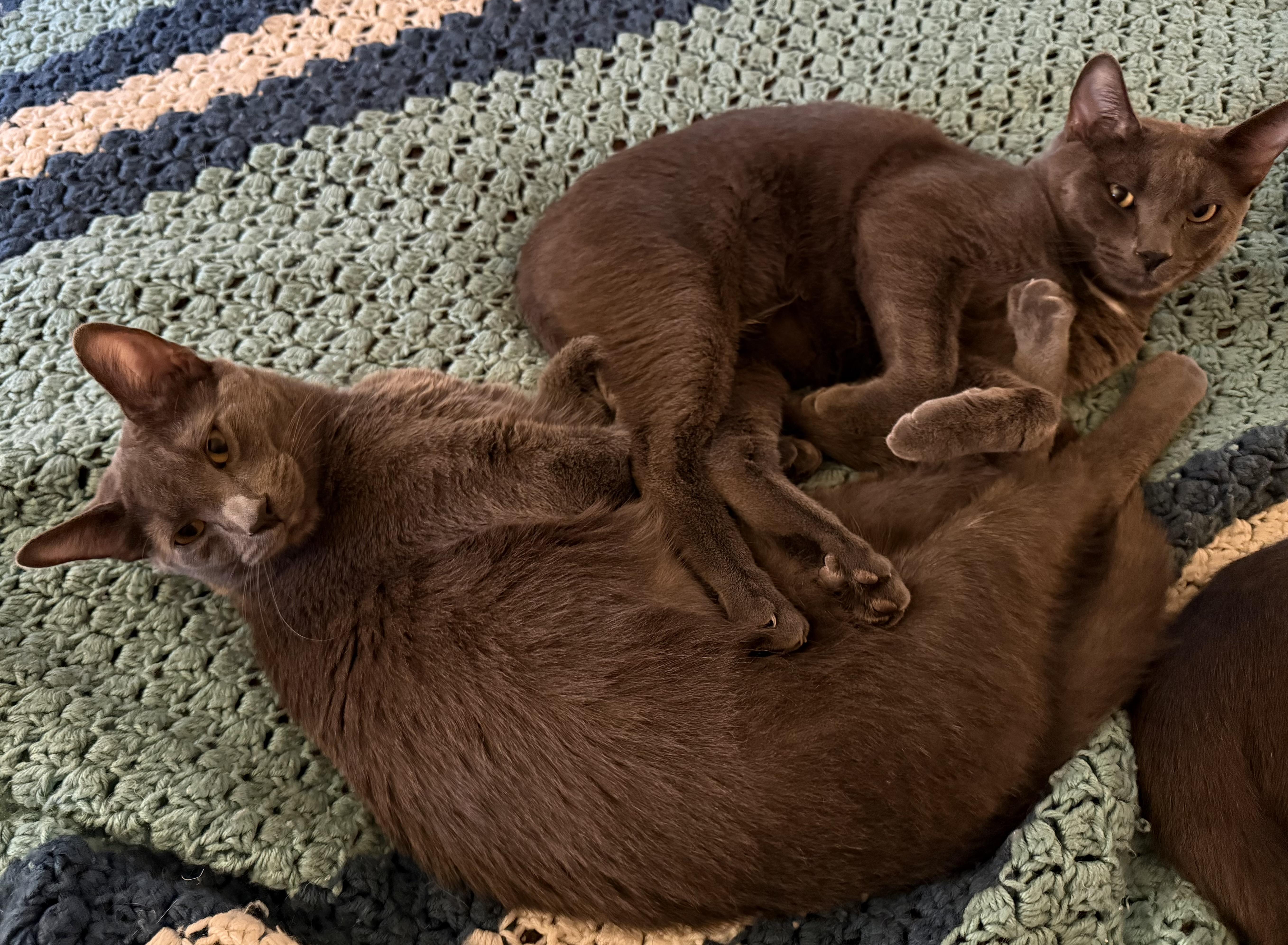Frankie thumbnail 3