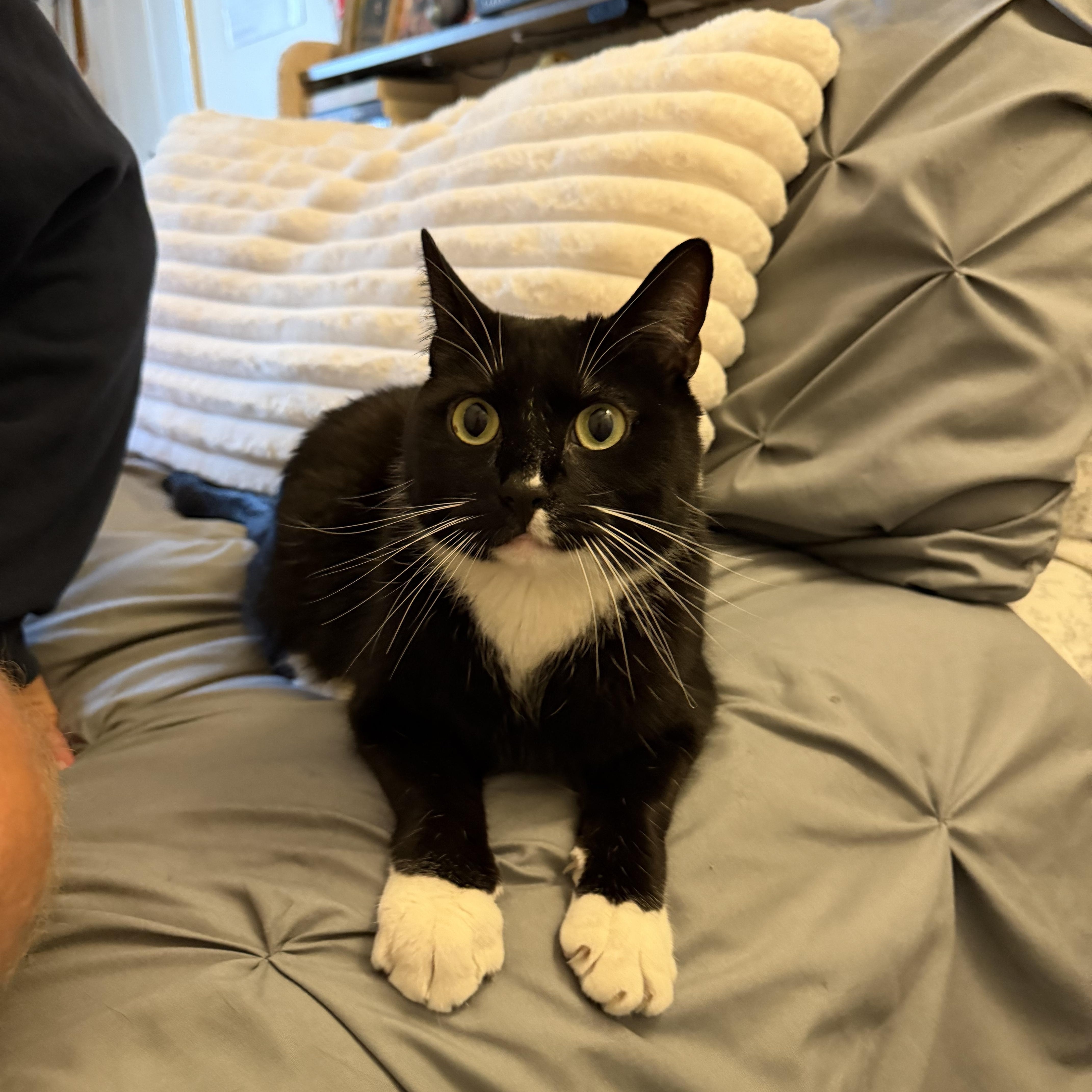 A young medium-sized male Black & White / Tuxedo Tuxedo cat named Thomas for adoption in Medford, MA