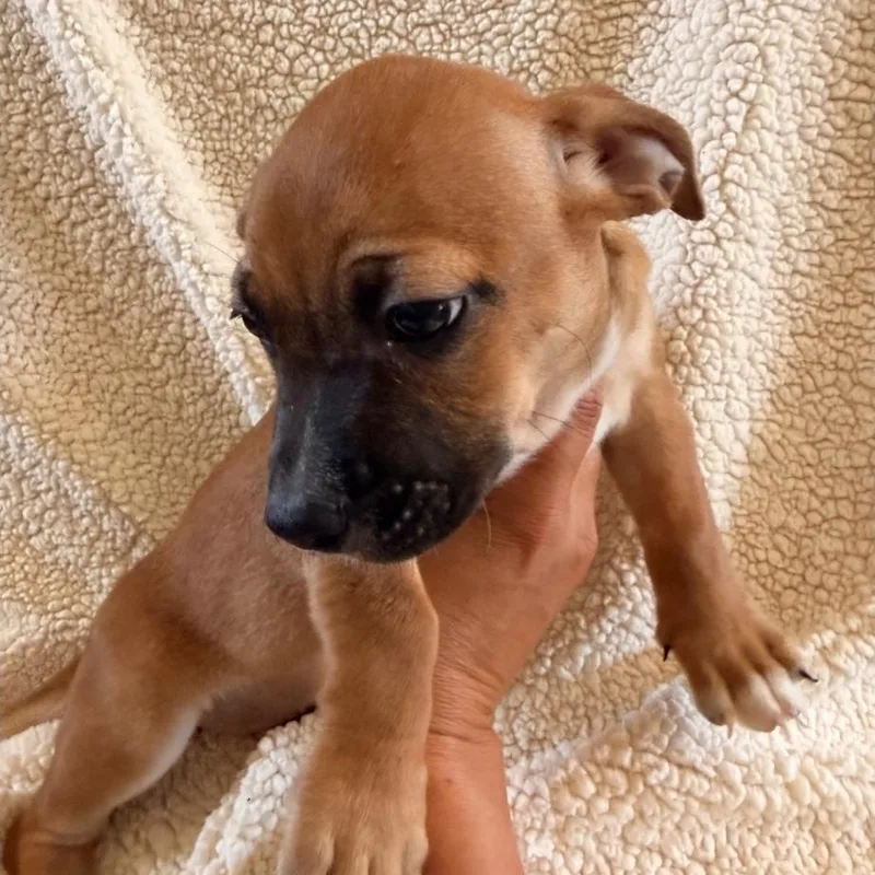 A baby medium-sized female Apricot / Beige Pit Bull Terrier dog named Andouille for adoption in Brentwood, CA