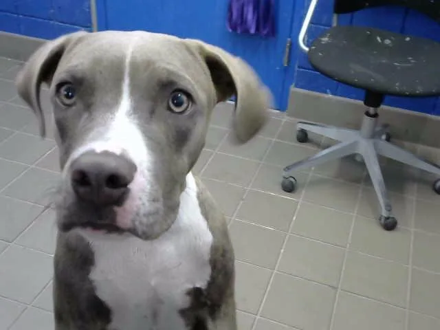 A young small-sized male Pit Bull Terrier dog named Astro for adoption in Albuquerque, NM