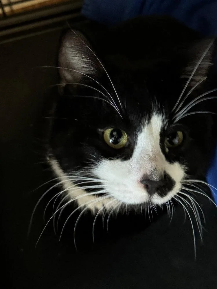 An adult large-sized male Black & White / Tuxedo Domestic Short Hair cat named Tux for adoption in O'Fallon, MO