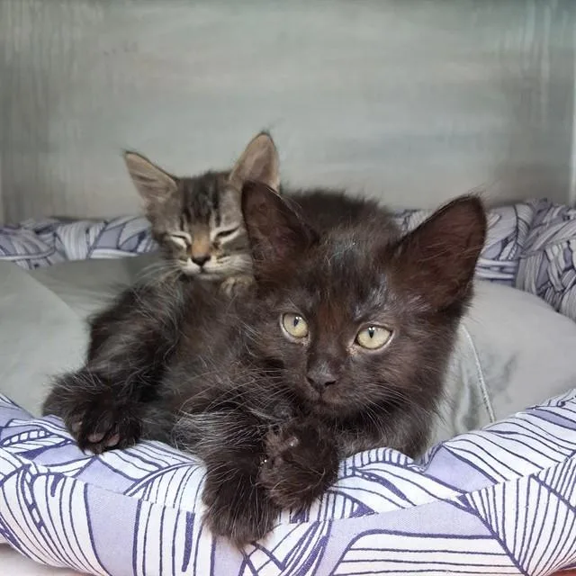A baby small-sized female Domestic Short Hair cat named Chulo for adoption in Fort Walton Beach, FL