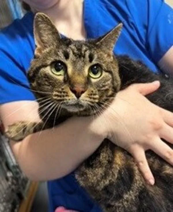 An adult extra large-sized female Domestic Short Hair cat named Pixie for adoption in Dallas, GA