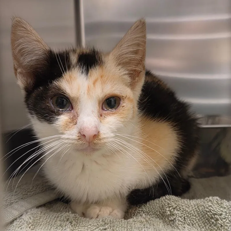 A baby small-sized female Calico Domestic Short Hair cat named Hilton for adoption in Asheville, NC