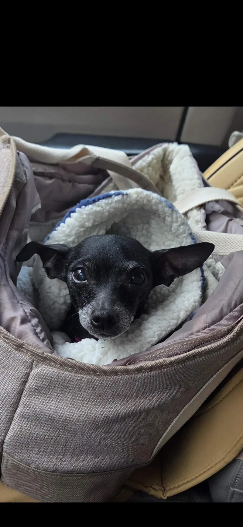 An adult small-sized female Black Chihuahua dog named Tia for adoption in Hamden, CT