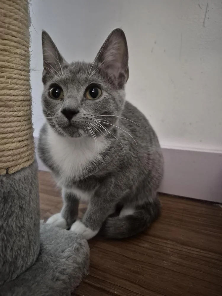 A baby small-sized female Gray & White Domestic Short Hair cat named Miss Gracie for adoption in Wild Rose, WI