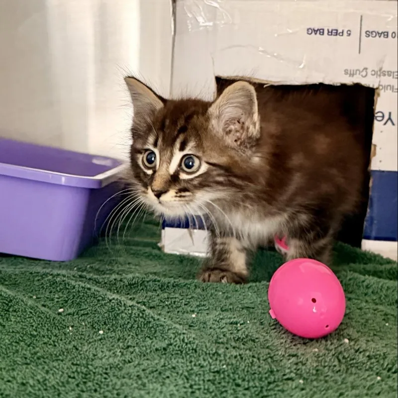 A baby small-sized male Gray / Blue / Silver Domestic Long Hair cat named Bridger for adoption in Freeport, FL