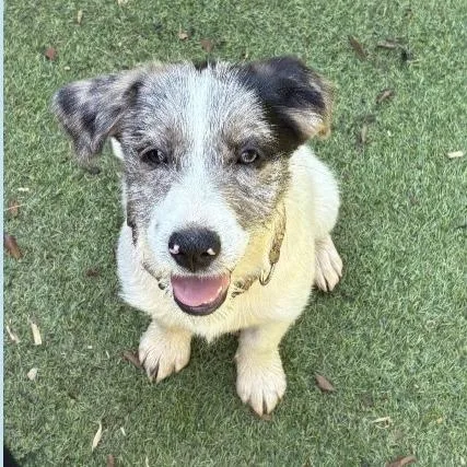 A baby small-sized male White / Cream Collie dog named Humphrey for adoption in Briarcliff Manor, NY