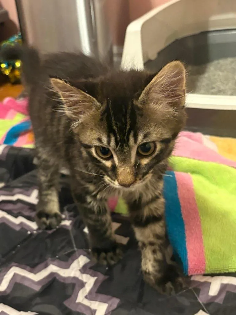 A baby medium-sized male Domestic Short Hair cat named Grimace for adoption in Salt Lake City, UT