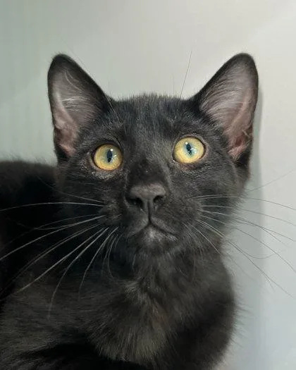 A baby medium-sized male Domestic Short Hair cat named Dillon for adoption in Elmira, NY