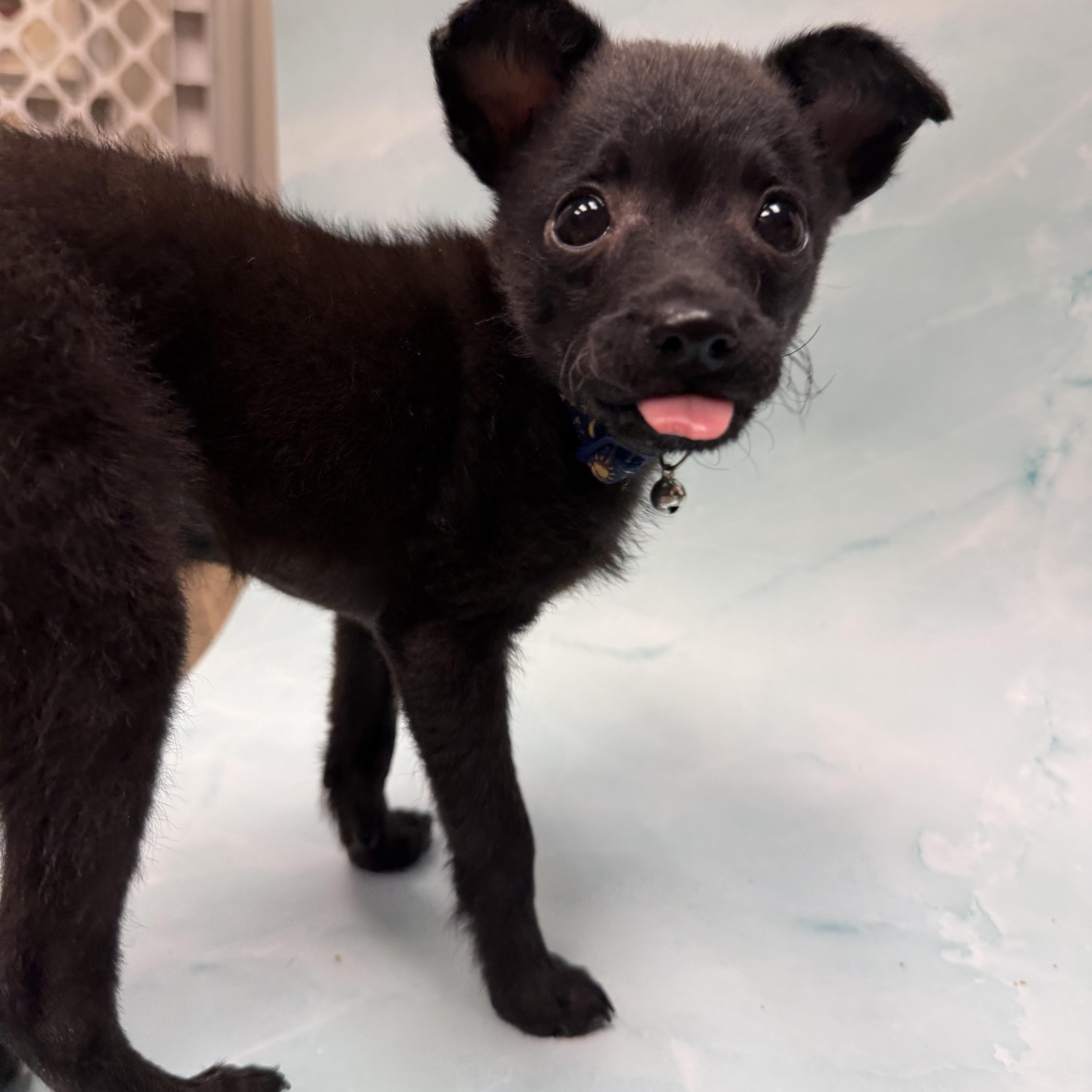 A baby small-sized male Chihuahua dog named Archie for adoption in Houston, TX