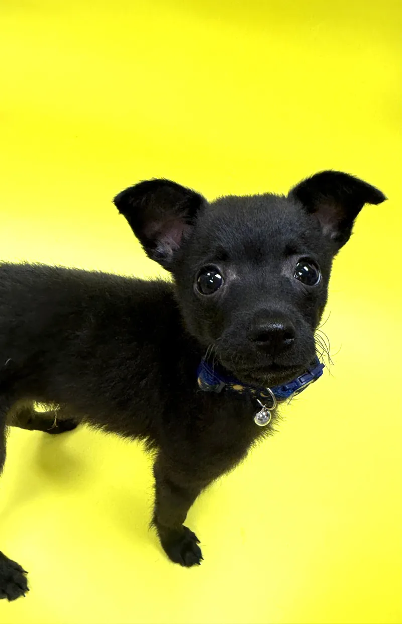 Archie thumbnail 2