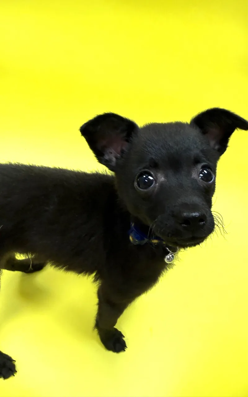 Archie thumbnail 3