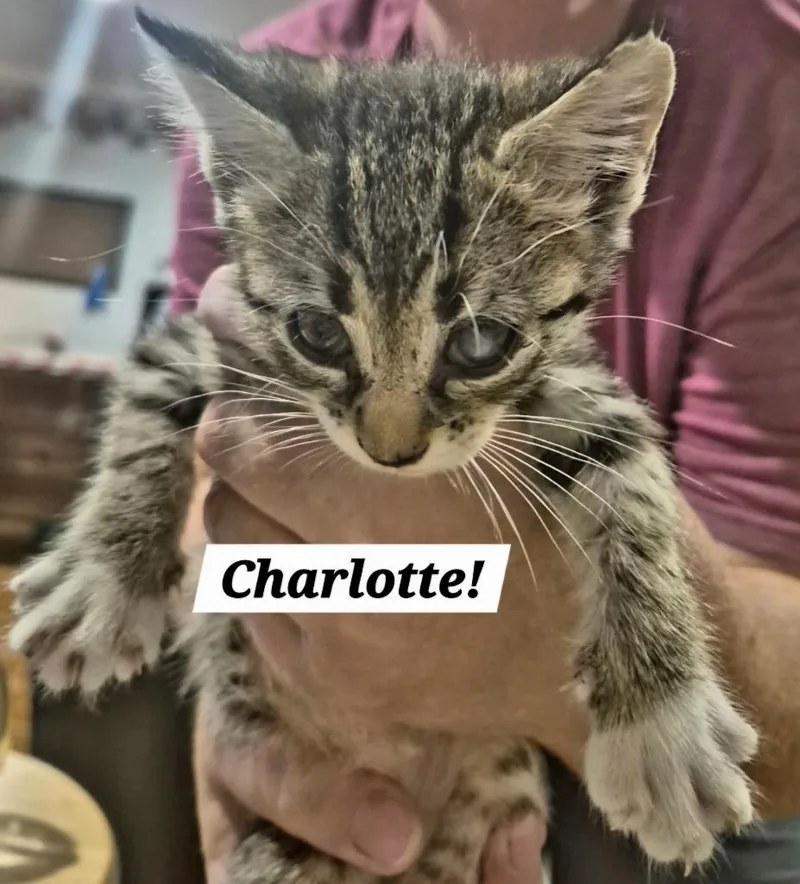 A baby small-sized female Domestic Short Hair cat named Charlotte for adoption in San Antonio, TX