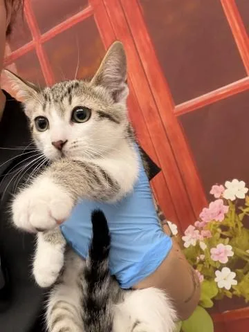 A baby small-sized female Domestic Short Hair cat named Darla for adoption in San Bernardino, CA