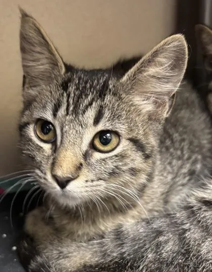 A baby medium-sized female Domestic Short Hair cat named Mrs. Doubtfire I for adoption in East Brookfield, MA