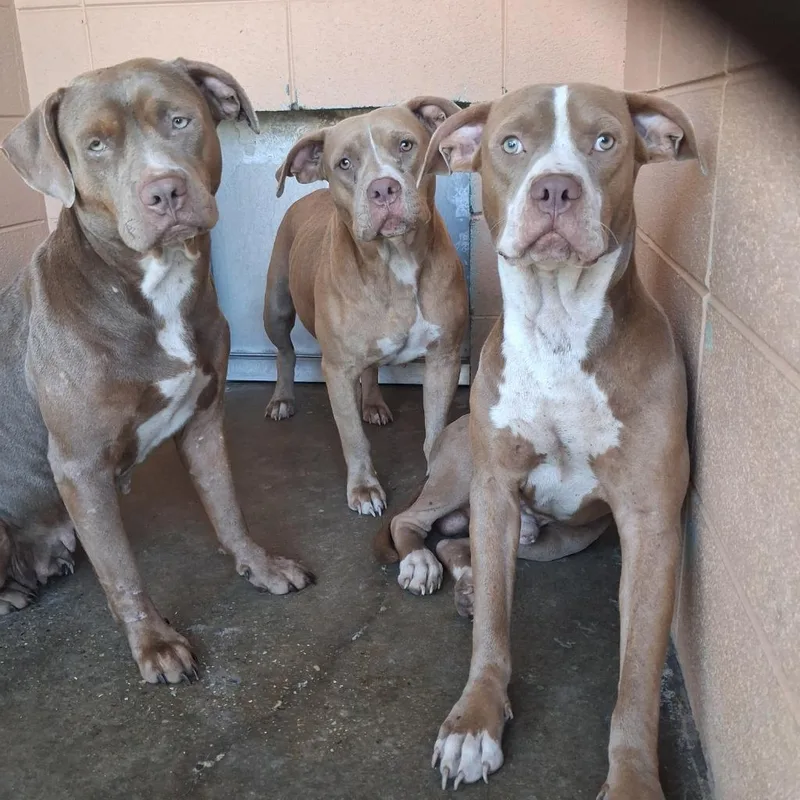 A young large-sized male Pit Bull Terrier dog named Cross Eye for adoption in Gautier, MS