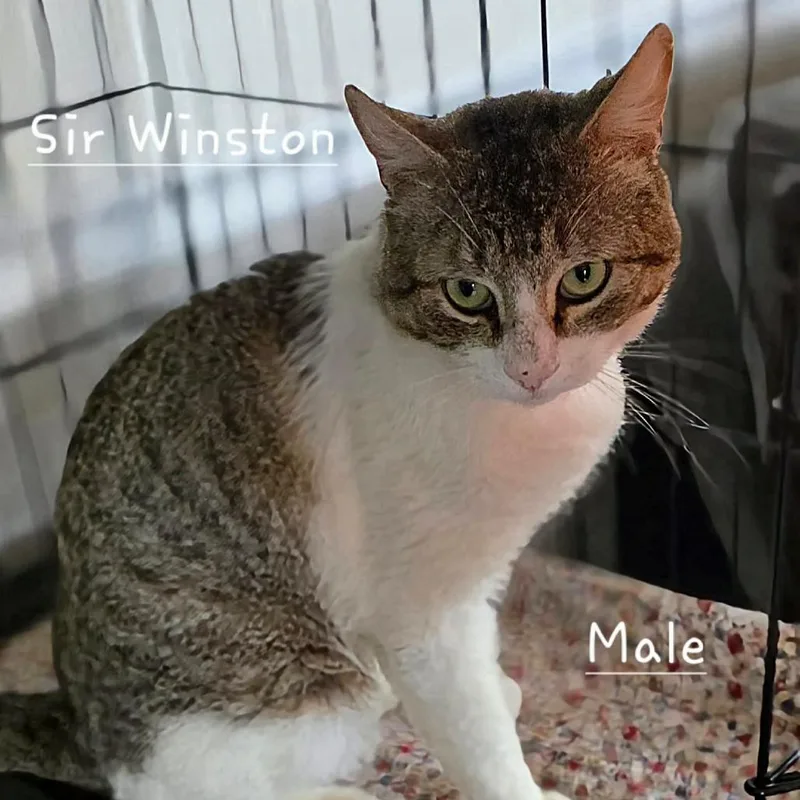 An adult large-sized male White Domestic Short Hair cat named Tim for adoption in DeKalb, IL