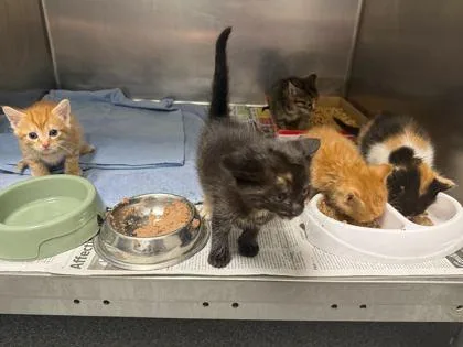 A baby small-sized male Domestic Short Hair cat named Cottage for adoption in Sevierville, TN