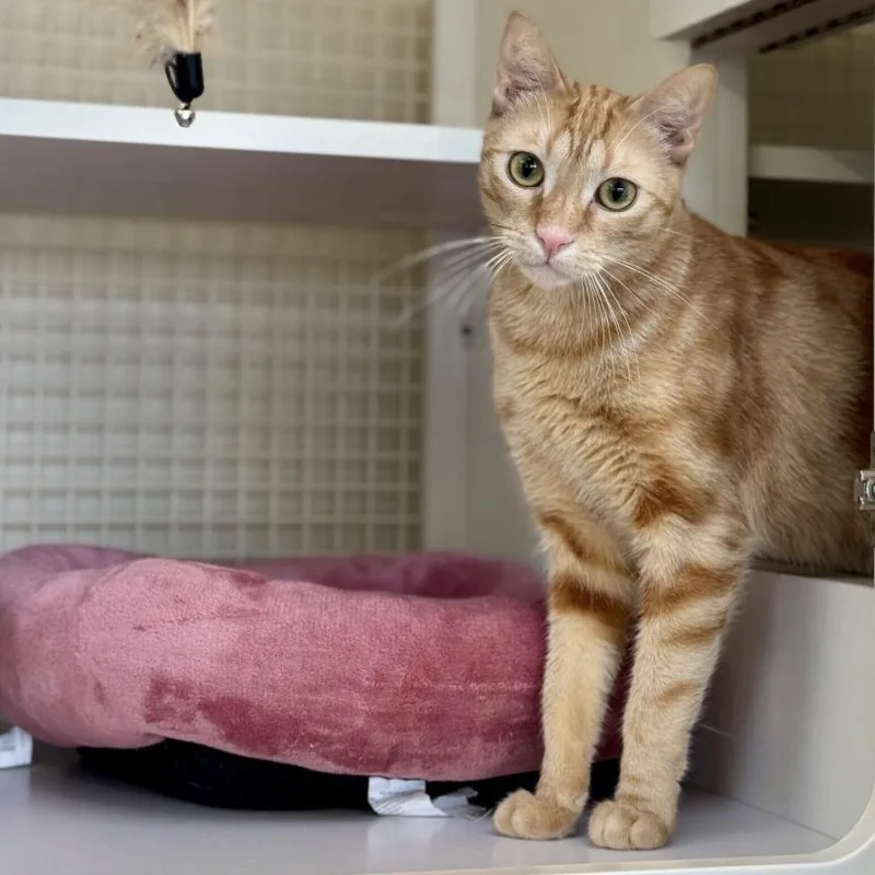 A young small-sized male Orange / Red Domestic Short Hair cat named Lionel for adoption in Los Angeles, CA