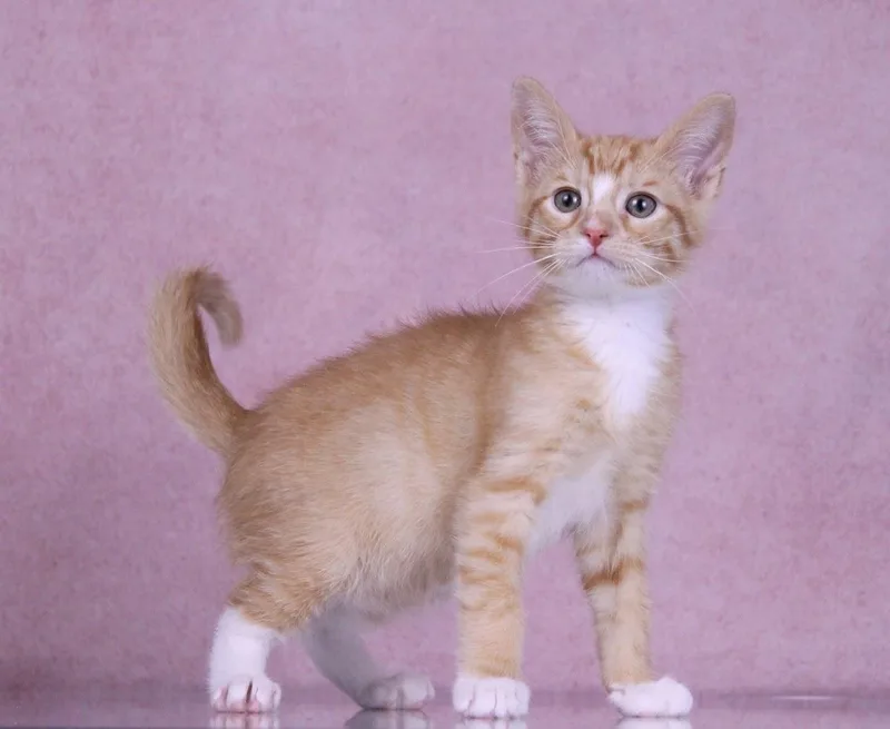 A baby medium-sized male Tabby (Orange / Red) Domestic Short Hair cat named Maple for adoption in Tuscaloosa, AL