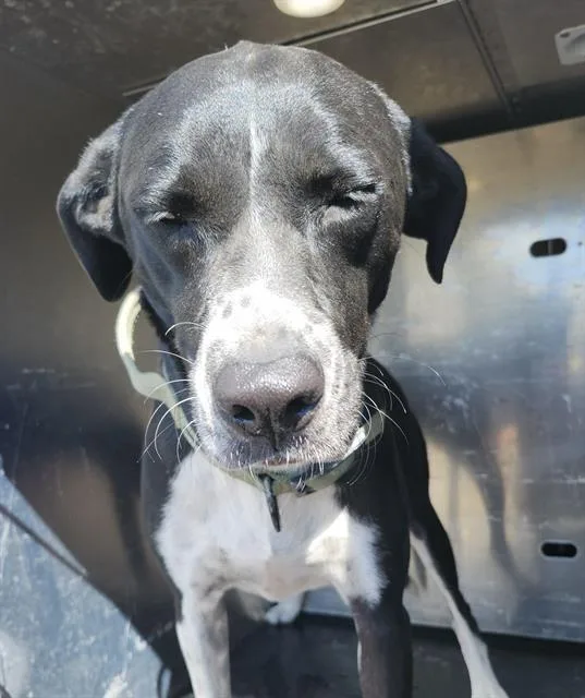 A young large-sized female Labrador Retriever dog named Gill for adoption in San Antonio, TX