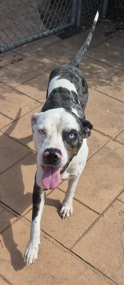 An adult large-sized male Mixed Breed dog named Zero for adoption in Shreveport, LA