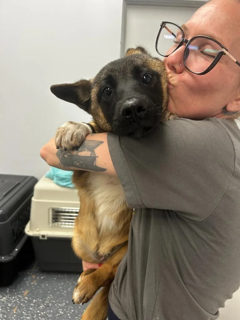 A baby large-sized female Mixed Breed dog named Plimpy for adoption in Thousand Oaks, CA