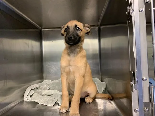 A baby small-sized female German Shepherd Dog dog named Stassi for adoption in Grand Prairie, TX