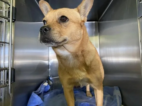 A young medium-sized female Chihuahua dog named Clarissa for adoption in Los Angeles, CA