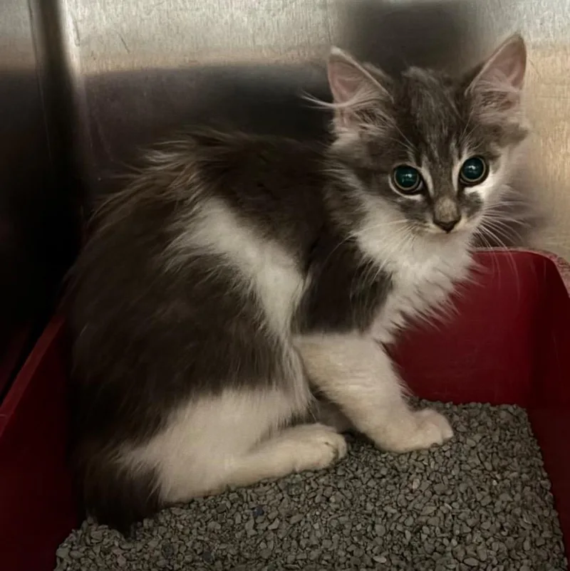 A baby large-sized male Domestic Long Hair cat named Pooks for adoption in Cartersville , GA