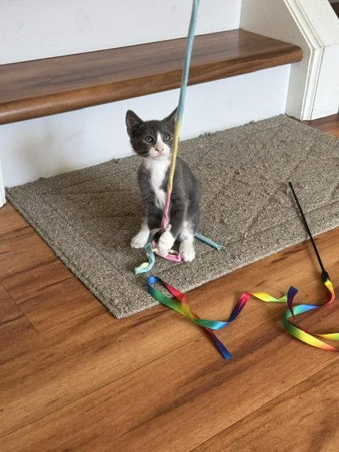 A young medium-sized female Gray & White Domestic Short Hair cat named Cally for adoption in Rochester, NY