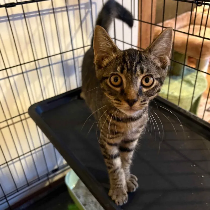 A baby small-sized male Gray / Blue / Silver Domestic Short Hair cat named Ralphie for adoption in Fulton, MO
