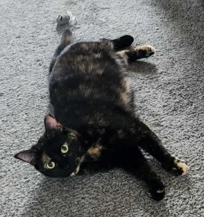 Charlotte thumbnail 4