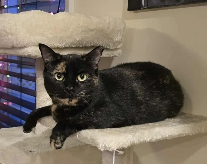 Charlotte thumbnail 5