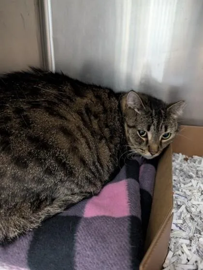 An adult small-sized female Domestic Short Hair cat named Ally for adoption in West Chester, PA