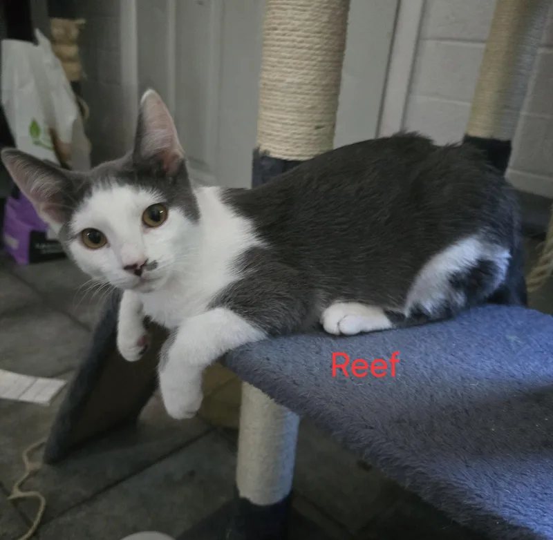 A young medium-sized male Domestic Short Hair cat named Reef for adoption in Phoenix, AZ